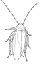 Termite