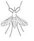 Mosquito